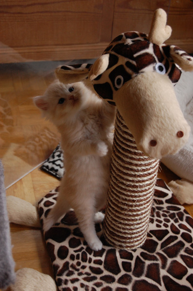 erste Kletterversuche.jpg